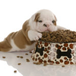 small bulldog puppy laying beside large bowl of dog food