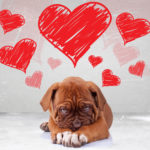 shy love of a dog de bordeaux puppy