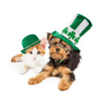 St Patricks Day Puppy and Kitten